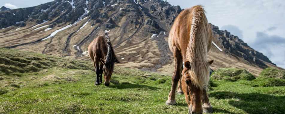 Icelandic horses - Deplar Farm