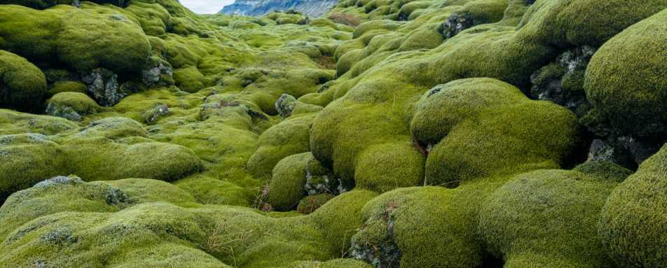 Lava field - Intrepid Iceland: geysers and glaciers