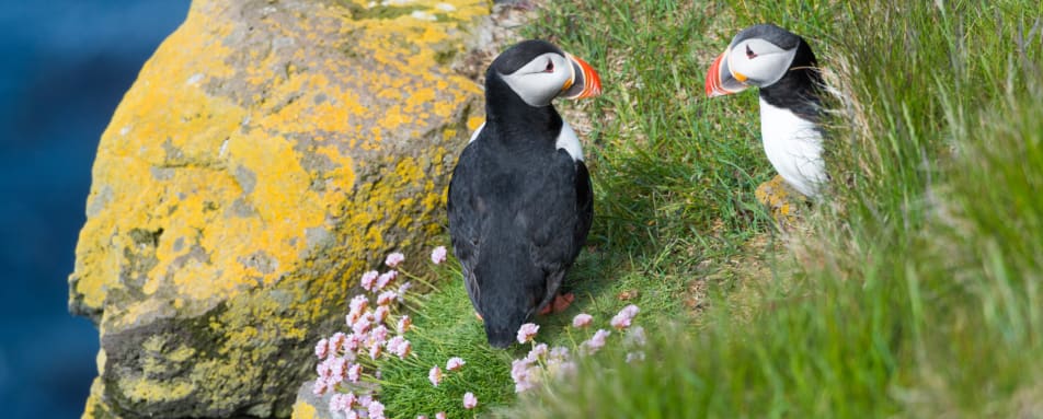 Puffins 