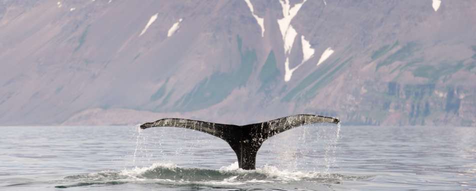 Whale watching - Ultimate Iceland