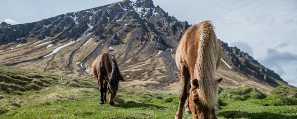 Icelandic horses - Ultimate Iceland