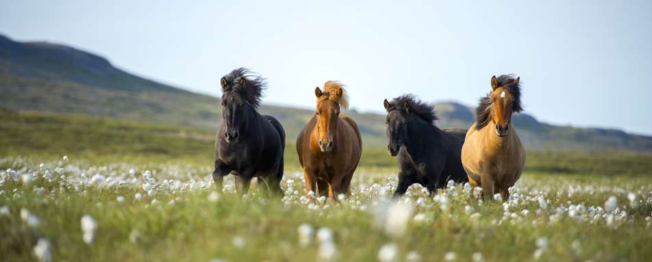 Icelandic horses - Off the Beaten Track Iceland