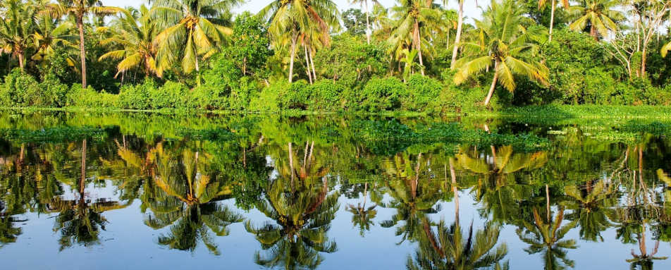 Palm Trees - Coconut Lagoon