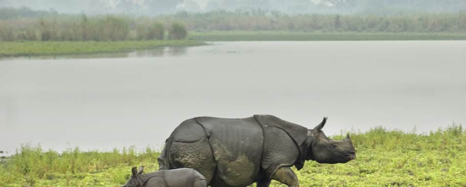 Rinos - Diphlu River Lodge