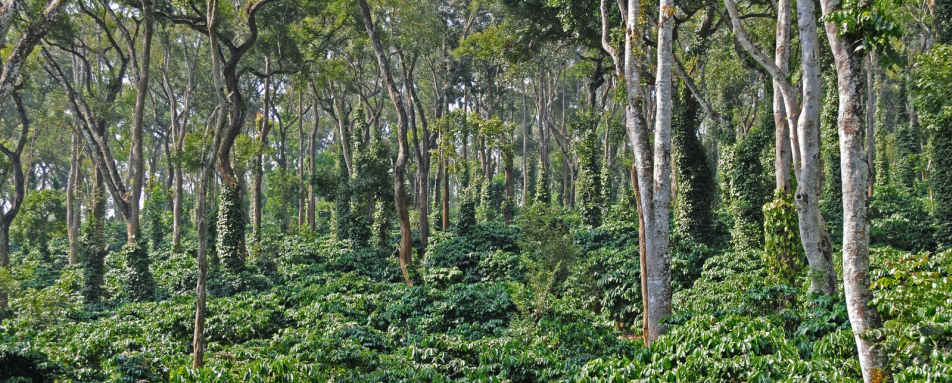 Coffee Plantation - Evolve Back Chikkana Halli Estate
