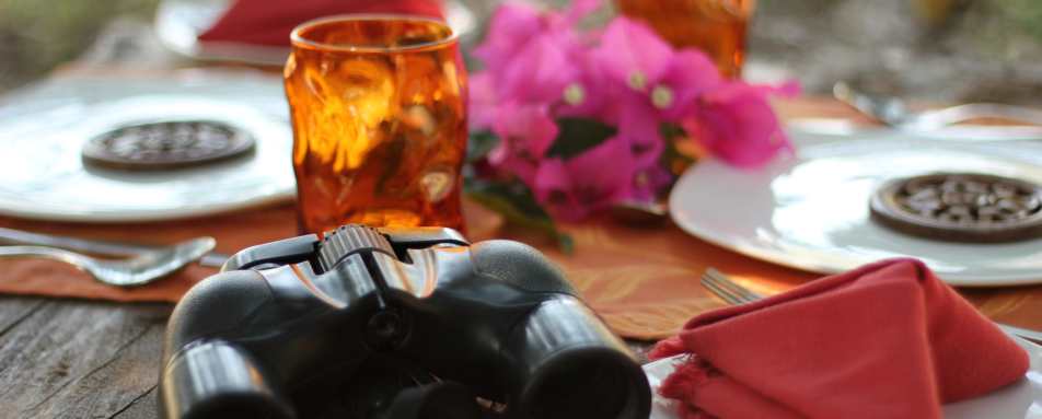 Wild Experience - Flame of the Forest