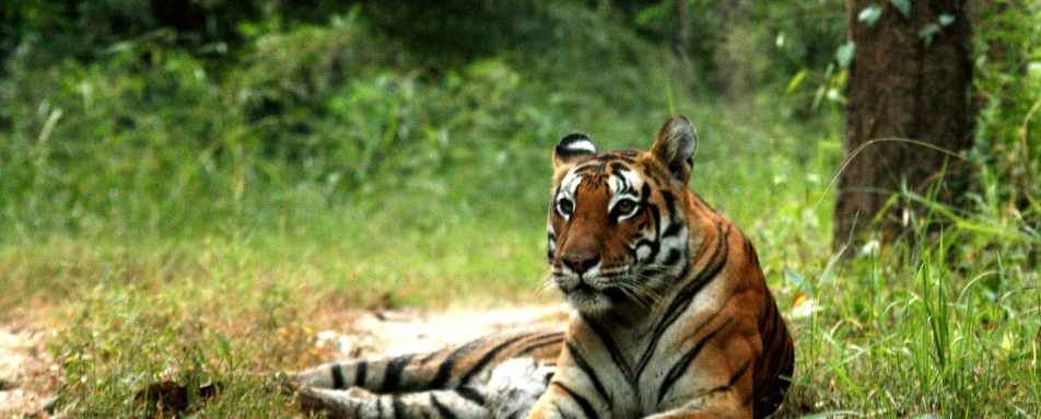 Tiger Sighting - Flame of the Forest