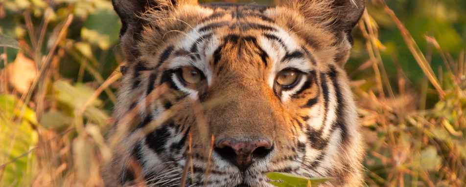 Incredible Wildlife - Flame of the Forest