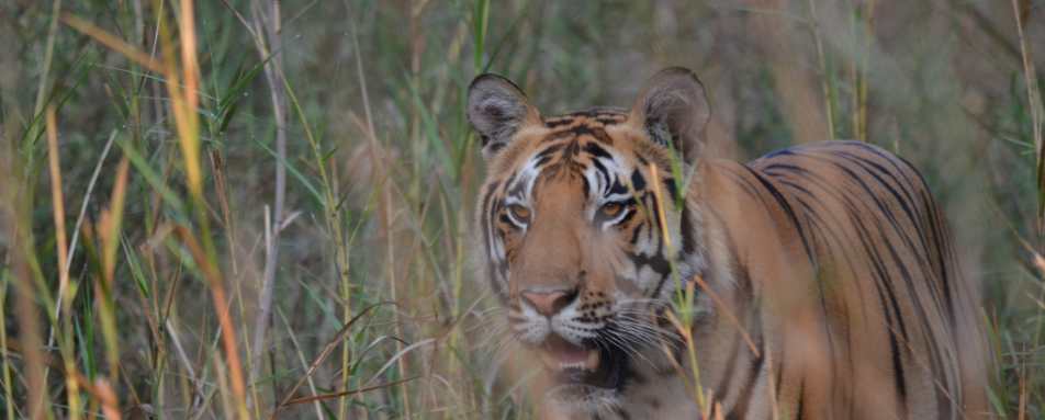 Wildlife - Flame of the Forest