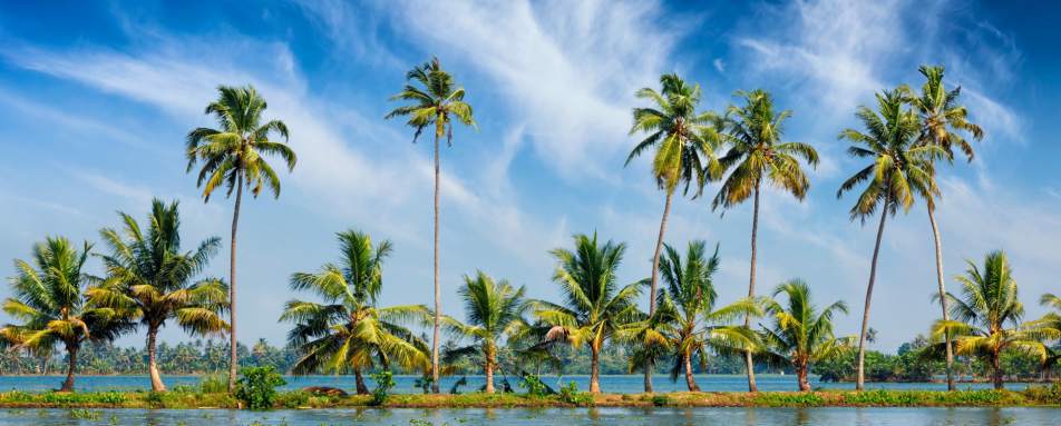 Palm Trees - Houseboat