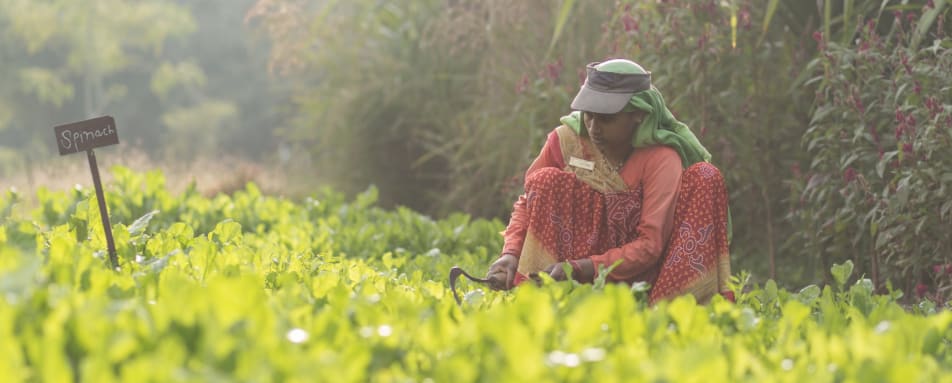 Local produce - Jehan Numa Retreat 