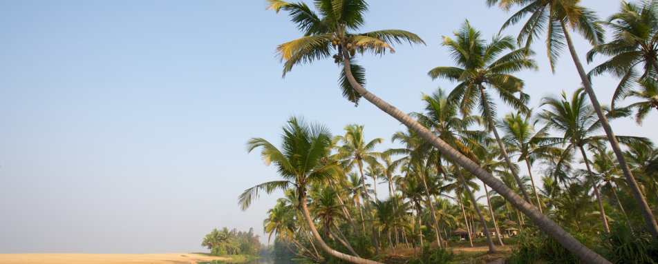 Palm Trees - Neeleshwar Hermitage
