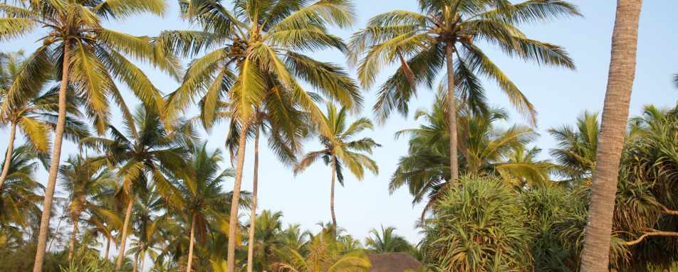 Grounds - Neeleshwar Hermitage