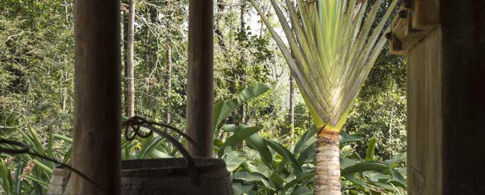 Nature - Rajakkad Estate