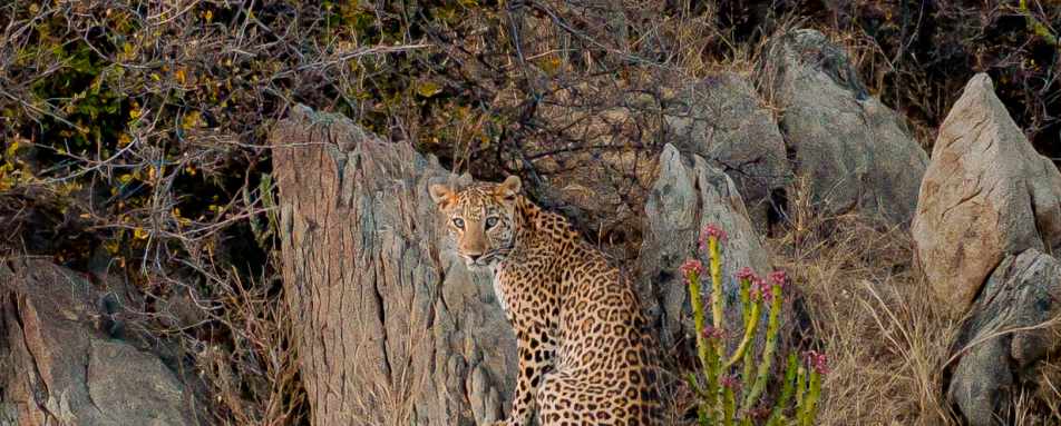 Leopard Siting - Rawla Naralai 
