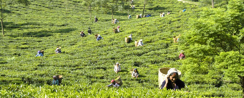 Tea Pickers - The Glenburn Tea Estate