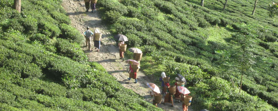 Tea Pickers - The Glenburn Tea Estate