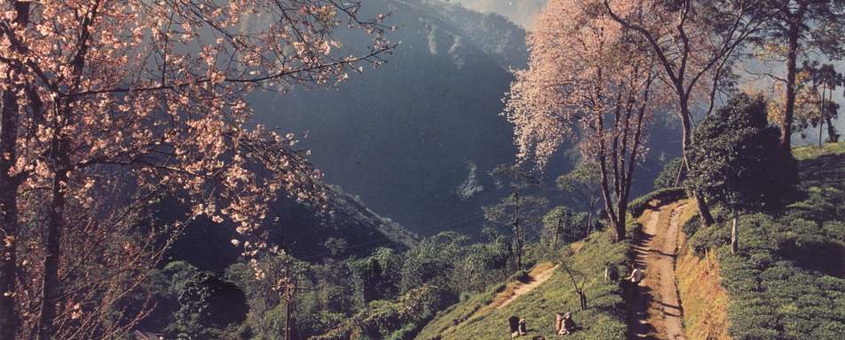 Tea fields and Cherry Blossoms - The Glenburn Tea Estate