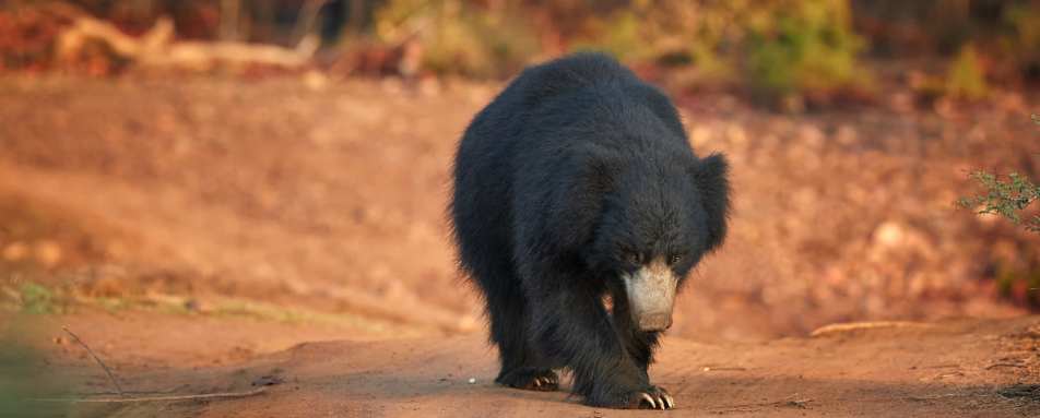 Ranthambore National Park - The Oberoi Vanyavilas