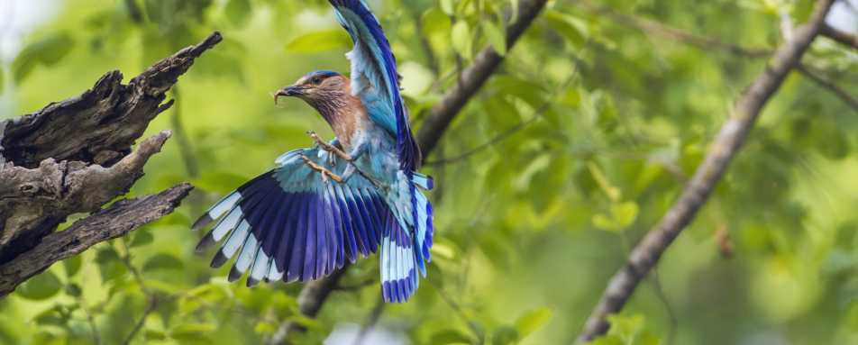 Ranthambore National Park - The Oberoi Vanyavilas