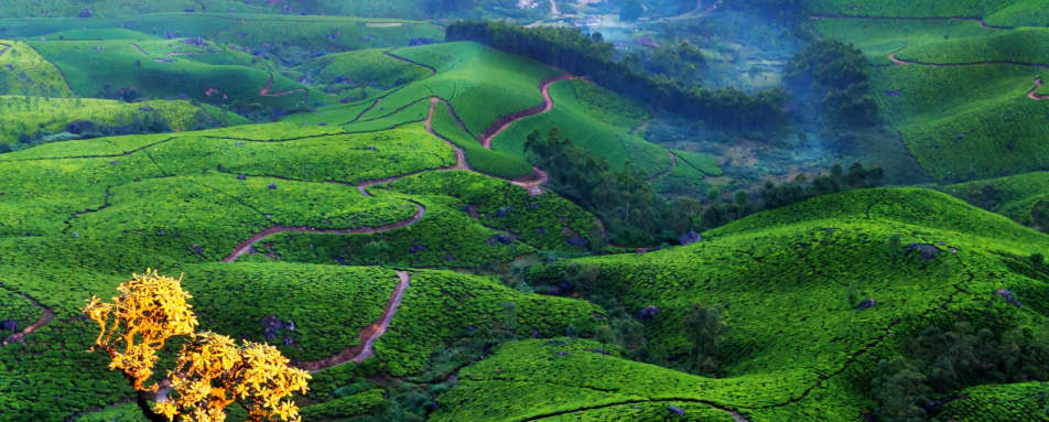 Valleys of Tea - Windermere Estate