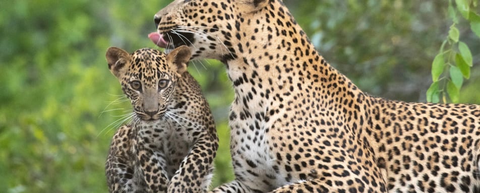Leopard Family 
