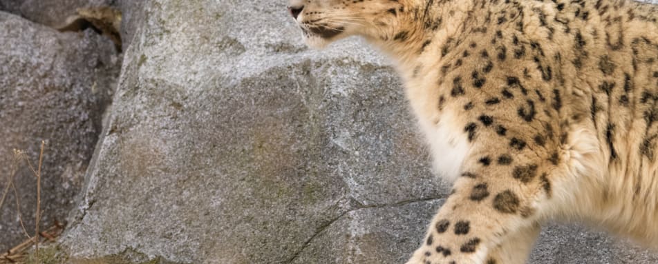 Close up of snow leopard 