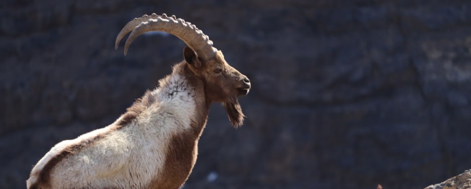 Ibex  
