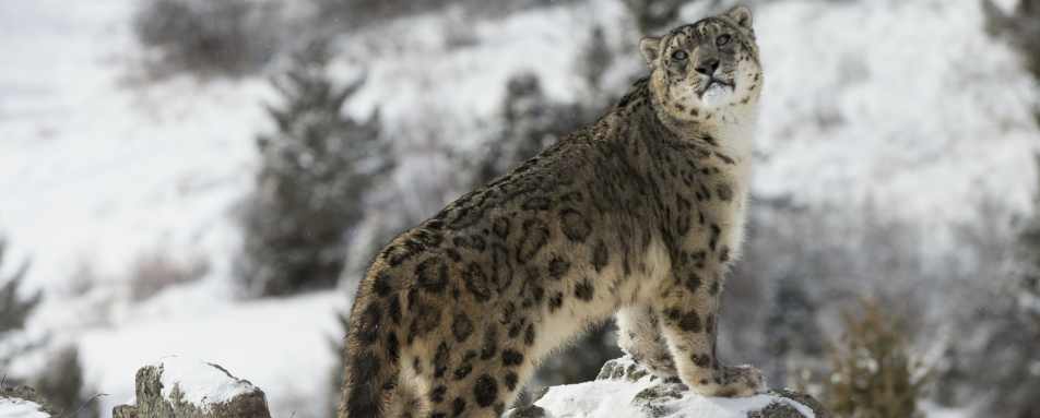 Snow Leopard - Spotting Snow Leopards in Himalaya