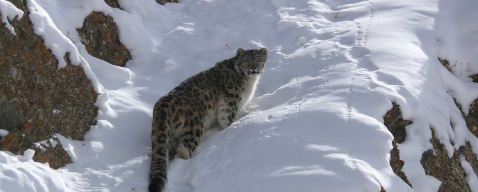 Snow Leopard  - Spotting Snow Leopards in Himalaya