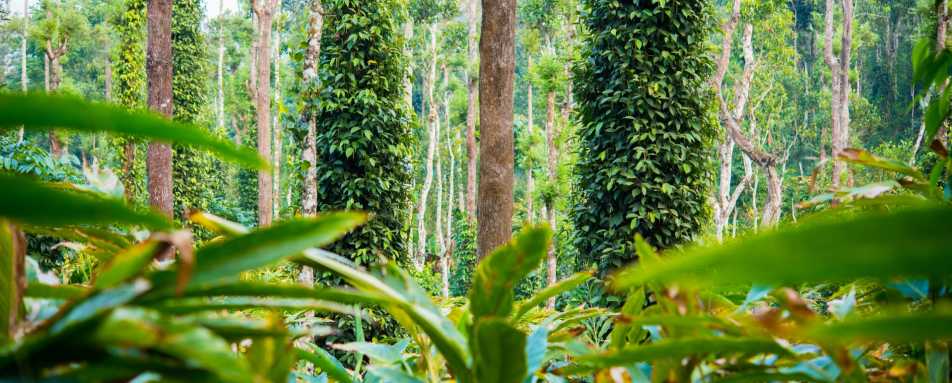 Cardamom Plantation - Kerala and the Maldives