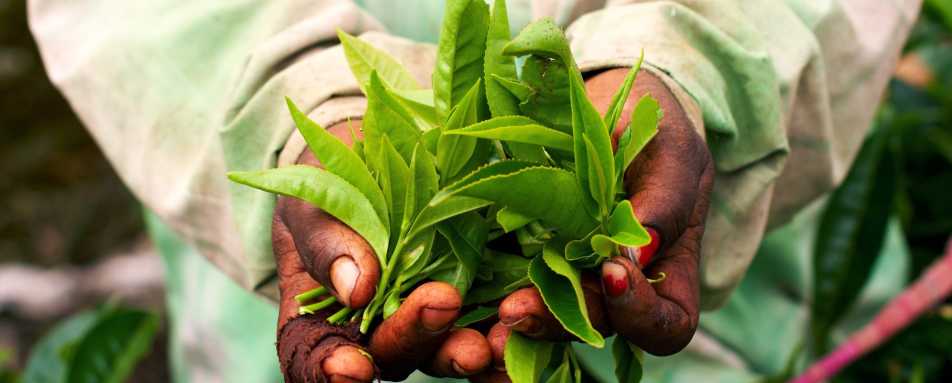 Tea - Treasures of Cochin & Tamil Nadu