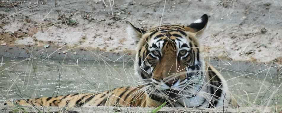 Ranthambore National Park  