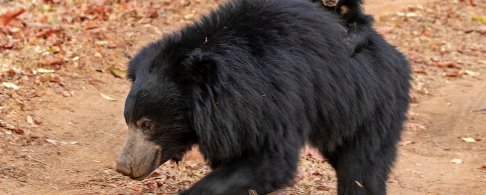 Sloth Bear- Satpura National Park 