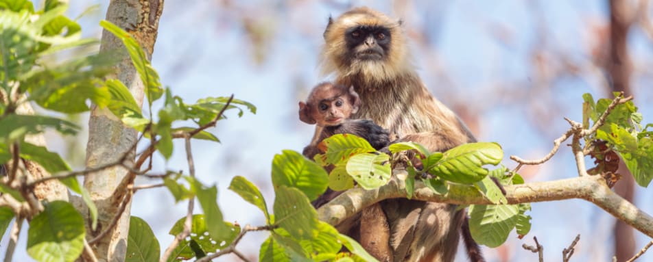 Monkey - Satpura National Park  