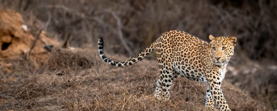 Leopards - Satpura National Park  