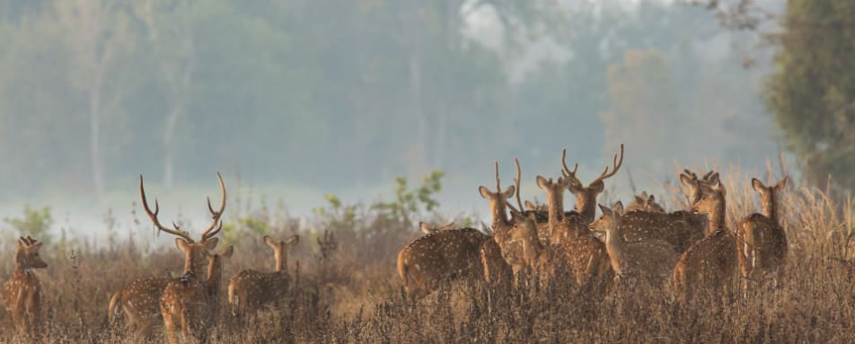 Deers - Central India  