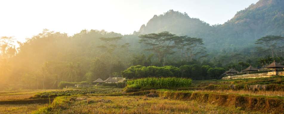 Paddy Fields - Amanjiwo