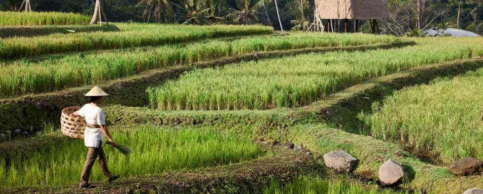 Mandapa, a Ritz-Carlton Reserve