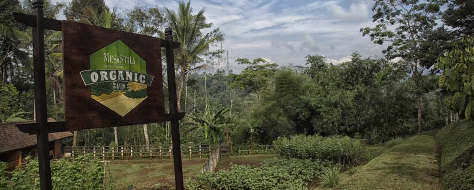 Organic Vegetable Garden - MesaStila