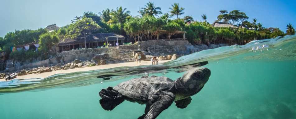 Turtle in the Ocean at Sumba Island 
