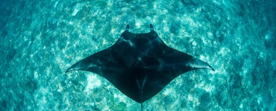 Mantaray - Rascal Luxury Yacht 