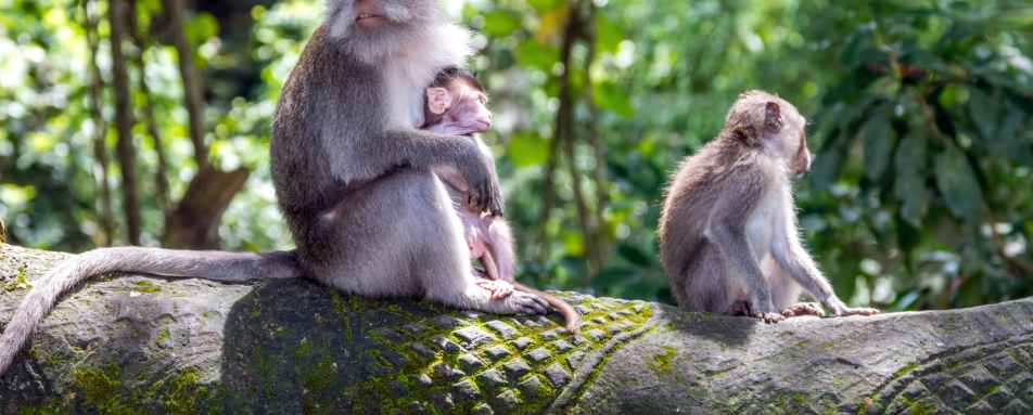 Balis Cultural Natural Heritage Tour