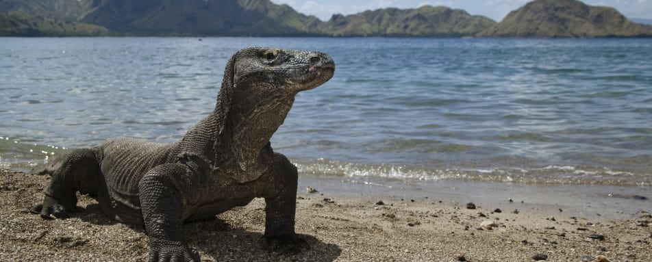 Komodo Island Day Trip