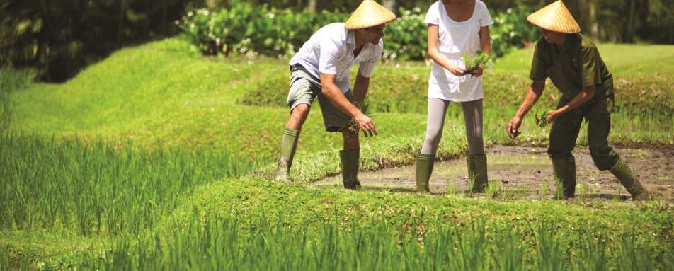 Learn how to farm rice - Bali for Families