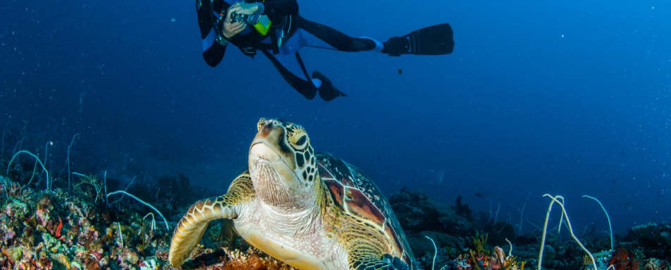 Diving Lombok - Bali and Lombok