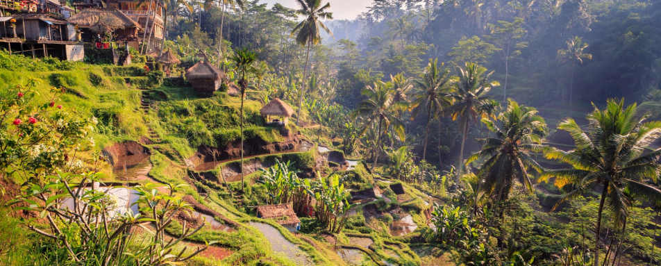 Ubud Rice Terraces 