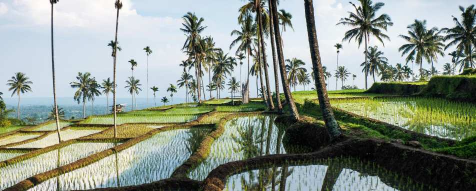 Ubud Rice Terraces 
