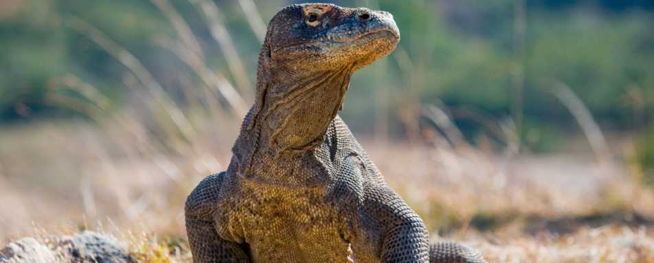 Komodo Dragon  