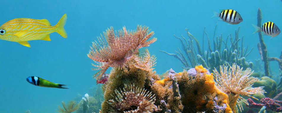 Top 10 diving destinations